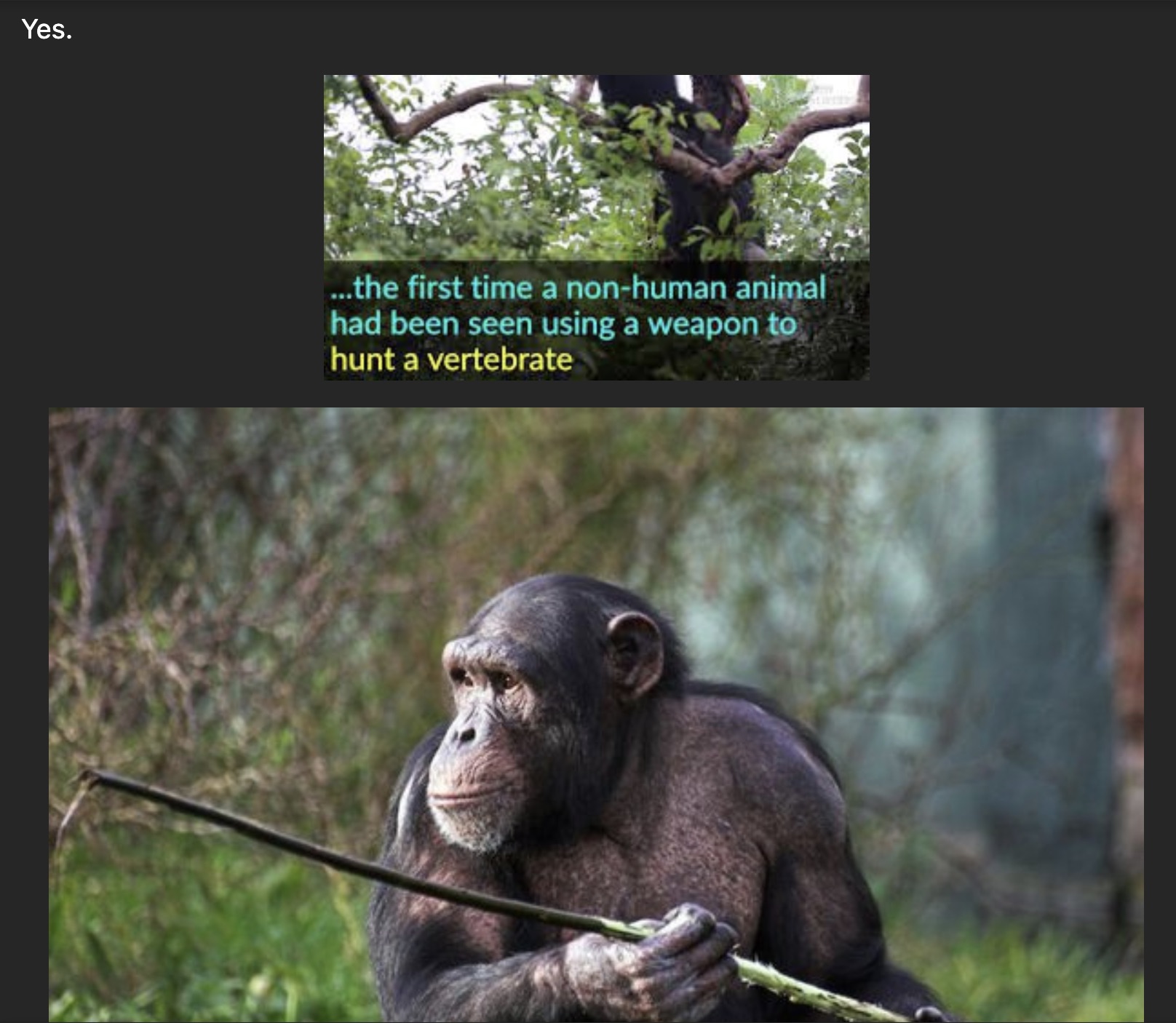 chimpanzee with stick - Yes. ...the first time a nonhuman animal had been seen using a weapon to hunt a vertebrate